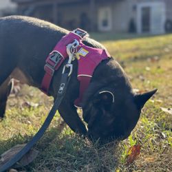 The Dog's Meow - Letting dogs be dogs!