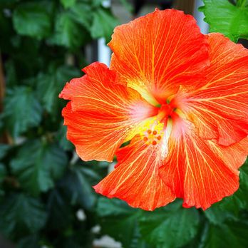 Volunteer Park Conservatory - Parks Near Me - Seattle, Washington Volunteer Park Conservatory - Parks Near Me - Seattle, Washington