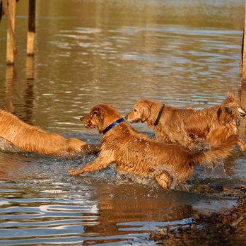 Allday Golden Retrievers - Pet Breeders Near Me Allday Golden Retrievers - Pet Breeders Near Me