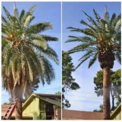 Modesto Tree Service