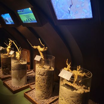 Les Caves du Louvre - Wine Tasting Room Near Me - Paris, 75