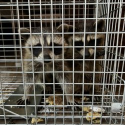 AP Pest Control - Raccoons safely relocated.