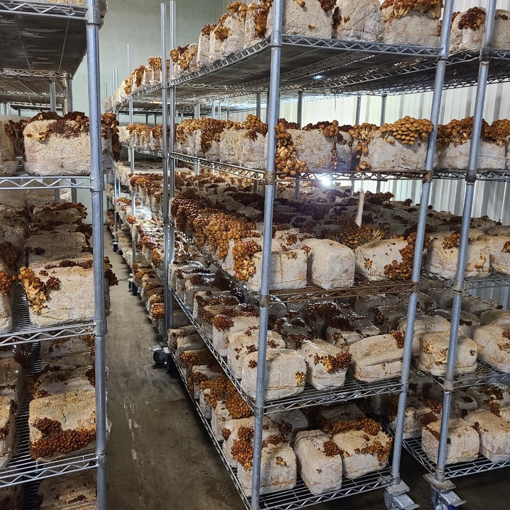 SOLANO MUSHROOM 26779 CA16, Esparto, California Farmers Market Yelp