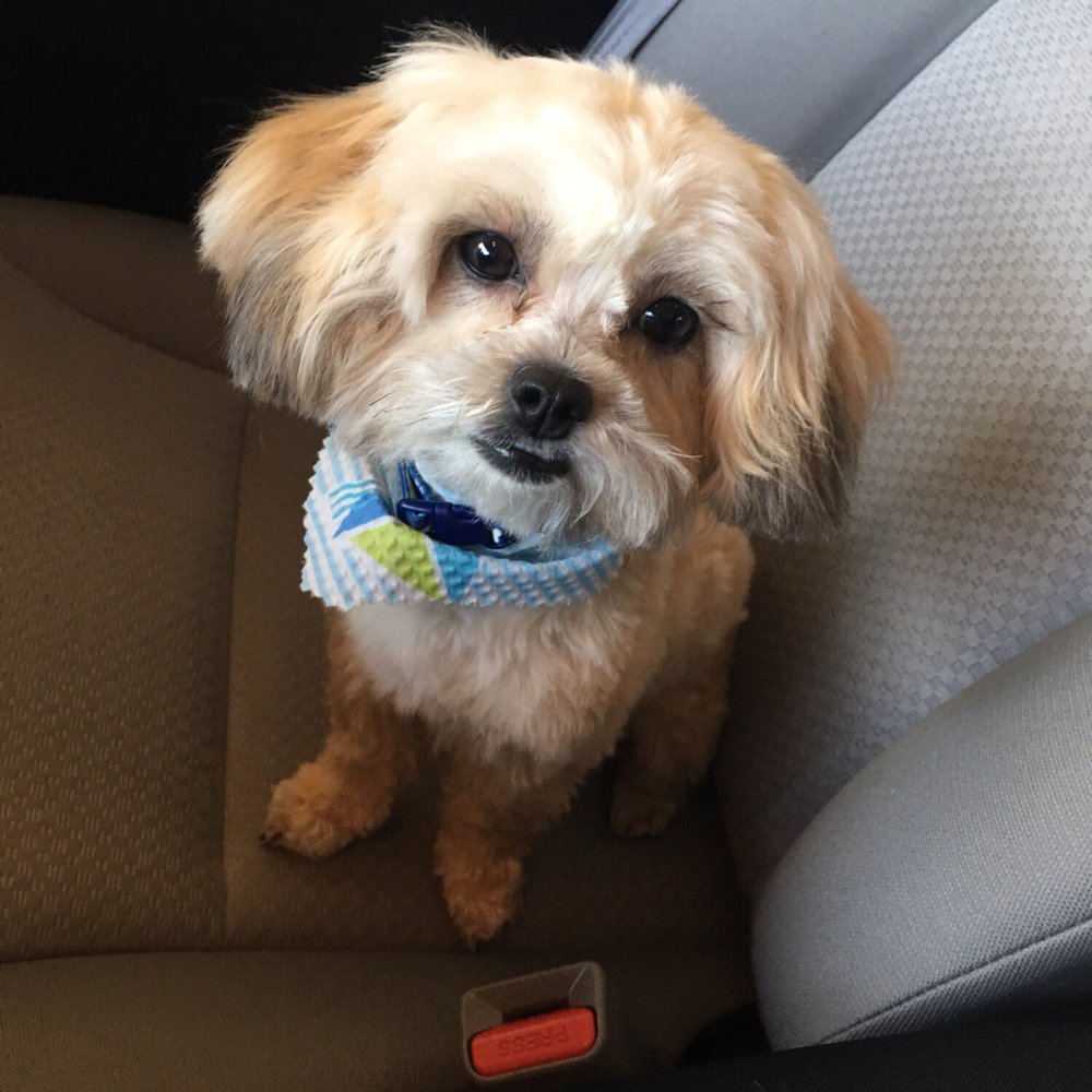 We Groom Pets - After - Pet Groomers Near Me - Downey, California We Groom Pets - After - Pet Groomers Near Me - Downey, California