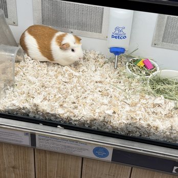 Petco - Guinea Pig - Pet Stores Near Me - Tucson, Arizona Petco - Guinea Pig - Pet Stores Near Me - Tucson, Arizona
