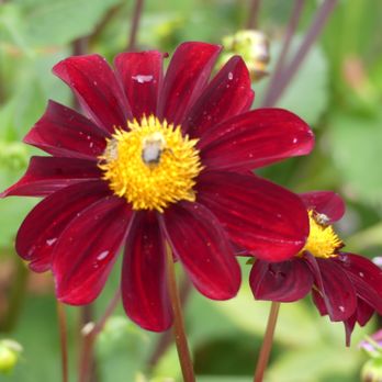 Botaniska Trädgården - Botanical Gardens Near Me - Göteborg, O