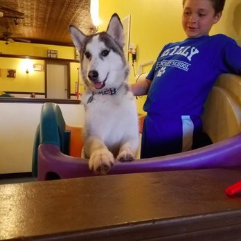 The Social Pup - Hunter have fun at daycare with his pal. - Pet Groomers Near Me - Lowell, Massachusetts