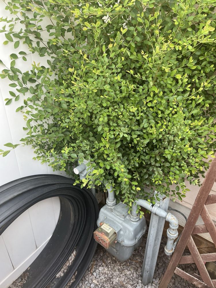 Barrios Professional Tree Service - tree service in Concord, NC