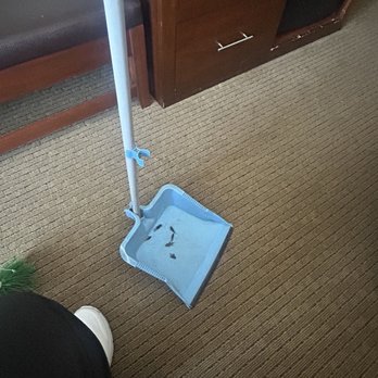 Comfort Suites Pflugerville - Austin North - Dead crickets on hotel dustpan that we swept up - Hotels Near Me - Pflugerville, Texas Comfort Suites Pflugerville - Austin North - Dead crickets on hotel dustpan that we swept up - Hotels Near Me - Pflugerville, Texas