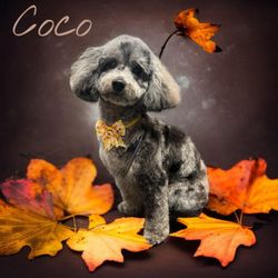 Sunny Days Mobile Grooming - Mini Poodle