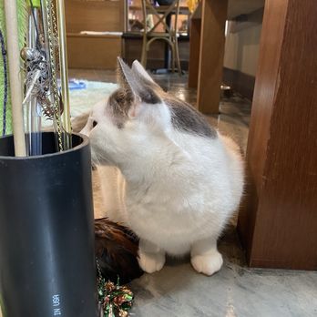Seattle Meowtropolitan - Themed Cafes Near Me - Seattle, Washington Seattle Meowtropolitan - Themed Cafes Near Me - Seattle, Washington