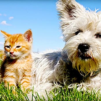 Uniontown Veterinary Clinic - Veterinary Diets Uniontown, OH - Veterinarians Near Me - Uniontown, Ohio Uniontown Veterinary Clinic - Veterinary Diets Uniontown, OH - Veterinarians Near Me - Uniontown, Ohio