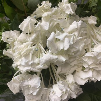 Exceptional Flowers & Gifts - 24 hours later .... - Florists Near Me Exceptional Flowers & Gifts - 24 hours later .... - Florists Near Me