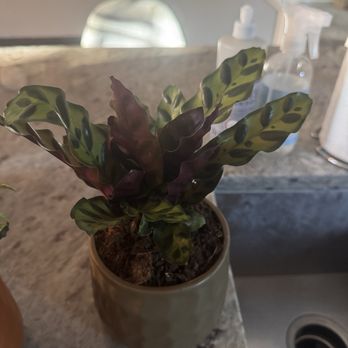 Public Land Store - My new Calathea Rattlesnake...she was waiting for me to bring her home...the original pot was too small so the staff helped me repot her... - Nurseries & Gardening Near Me - Sacramento, California Public Land Store - My new Calathea Rattlesnake...she was waiting for me to bring her home...the original pot was too small so the staff helped me repot her... - Nurseries & Gardening Near Me - Sacramento, California