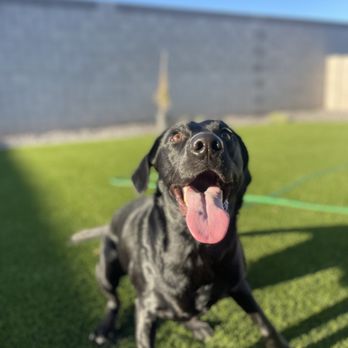 Quality Turf - Dog - Artificial Turf Near Me - Tempe, Arizona