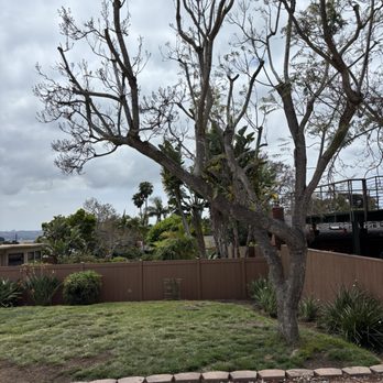 Master Arbor Service - When they finished, Miguel proudly said "Mr C you can keep this tree trimmed to this height with this shape forever now" - Tree Services Near Me Master Arbor Service - When they finished, Miguel proudly said "Mr C you can keep this tree trimmed to this height with this shape forever now" - Tree Services Near Me