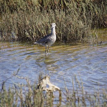 Moss Landing State Beach - It is not just about the otters, elkhorn slough nearby is home to many migrating birds. - Beaches Near Me Moss Landing State Beach - It is not just about the otters, elkhorn slough nearby is home to many migrating birds. - Beaches Near Me