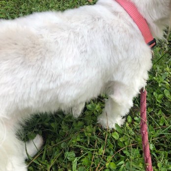 Bark City - So choppy all over - Pet Groomers Near Me - Baton Rouge, Louisiana