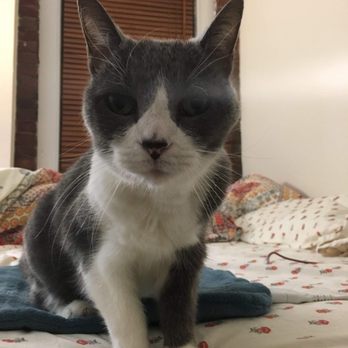 Jersey City Tails 15 Photos 28 Reviews Dog Walkers 158 Wayne St Jersey City Nj Phone Number