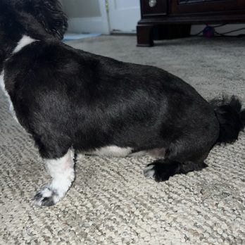The Soapy Dog - Cut too short - Pet Groomers Near Me - Weymouth, Massachusetts