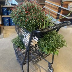 Family Tree Nursery - Mums
