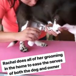 woof woof mobile grooming