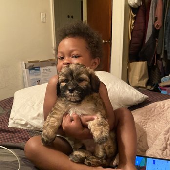 Puppy Boutique - Pet Stores Near Me - Brooklyn, New York Puppy Boutique - Pet Stores Near Me - Brooklyn, New York