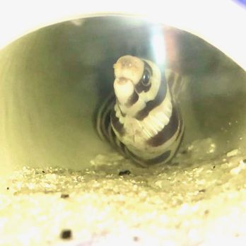 Sea Creature Aquarium - Banded Eel - Pet Stores Near Me - North Providence, Rhode Island