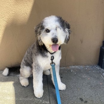 The Pawber Shop - Freshly Full Dog Groom (Includes Haircut) - Pet Groomers Near Me - San Francisco, California The Pawber Shop - Freshly Full Dog Groom (Includes Haircut) - Pet Groomers Near Me - San Francisco, California
