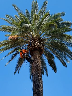 Tree Service - La Costa Tree Service & Maintenance has been serving San Diego County for over 18 years. We specialize in Tree Service, Irrigation, Landscaping, Hardscape, Tree Health and Artificial Turf. We are owner operated, Licensed, Insured and Bonded. Call us today for a free estimate. Tree Service - La Costa Tree Service & Maintenance has been serving San Diego County for over 18 years. We specialize in Tree Service, Irrigation, Landscaping, Hardscape, Tree Health and Artificial Turf. We are owner operated, Licensed, Insured and Bonded. Call us today for a free estimate.
