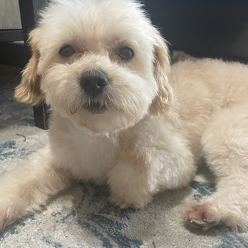 Verdugo Pet Grooming - My clean healthy baby - Pet Groomers Near Me - Glendale, California Verdugo Pet Grooming - My clean healthy baby - Pet Groomers Near Me - Glendale, California