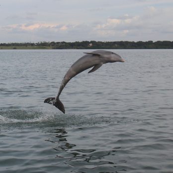 Parrotdise Express - Dolphins! - Boat Charters Near Me - Dunedin, Florida