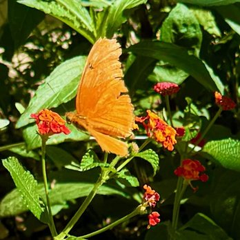 Butterfly Habitat - inside - Botanical Gardens Near Me - Las Vegas, Nevada Butterfly Habitat - inside - Botanical Gardens Near Me - Las Vegas, Nevada
