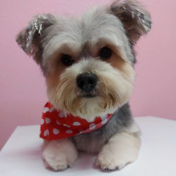 Grooming by Alecia - Pet Groomers Near Me Grooming by Alecia - Pet Groomers Near Me