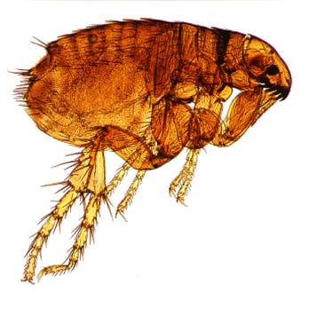 Protec - Pest Control Near Me Protec - Pest Control Near Me