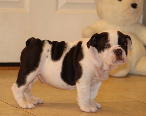 $200 english bulldog puppies