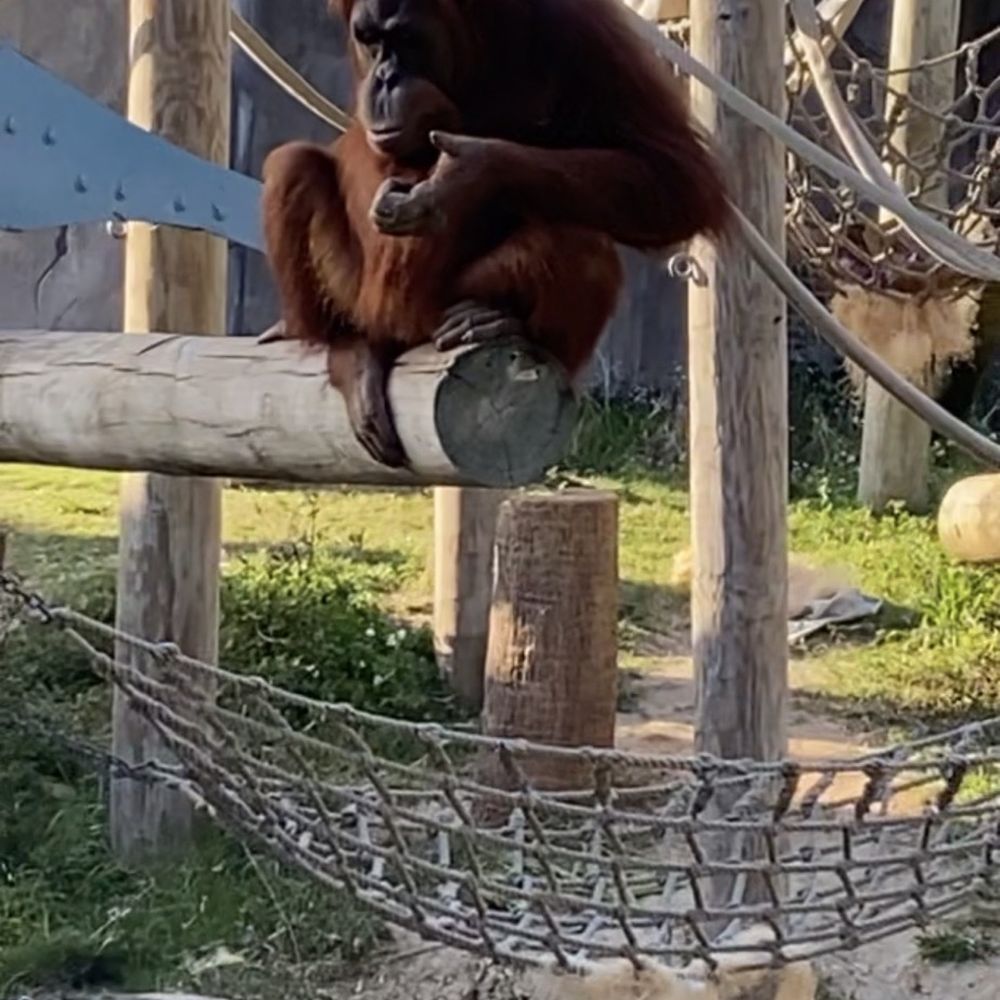 Cool Zoo - Swimming Pools Near Me - New Orleans, Louisiana