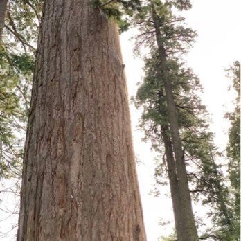 Calaveras Big Trees State Park - Red wood tree - Parks Near Me - Arnold, California Calaveras Big Trees State Park - Red wood tree - Parks Near Me - Arnold, California