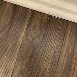 Hyde Park Property Management - Cockroach