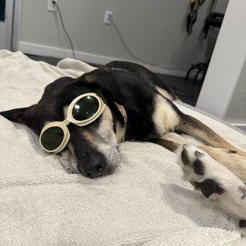 Aqua Animal Care Center - Laser treatment with protective eye gear - Pet Boarding Near Me - Oceanside, California