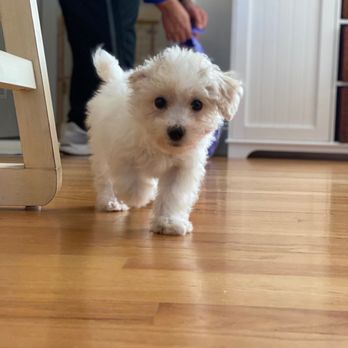 The Perfect Puppy - Pet Stores Near Me - West Warwick, Rhode Island
