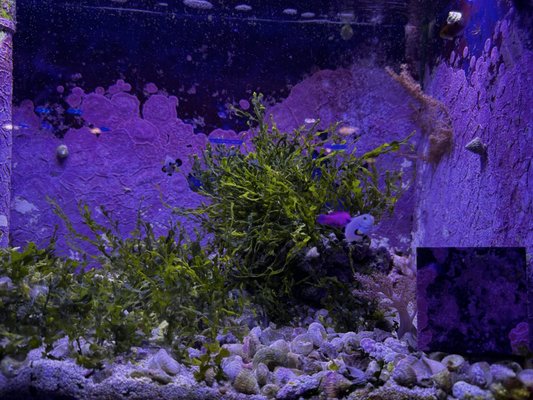 Preuss Pets by null
