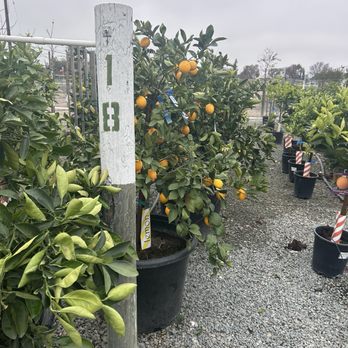 Delta Tree Farms - Orange trees - Nurseries & Gardening Near Me - Lodi, California