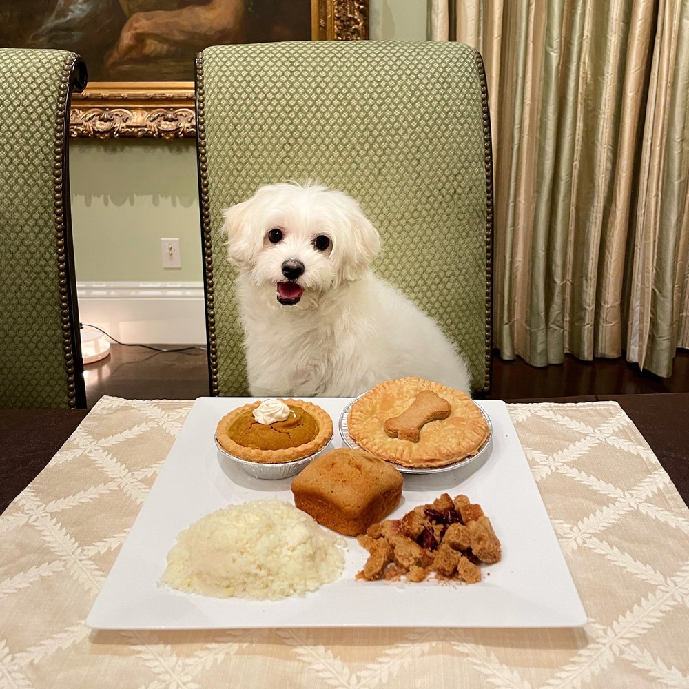 THE DOG BAKERY 839 Photos & 445 Reviews Pet Stores 36 W Colorado