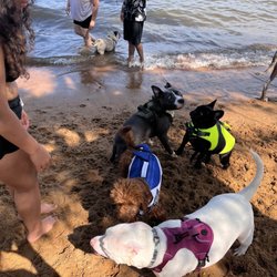 Downs Park and Dog Beach