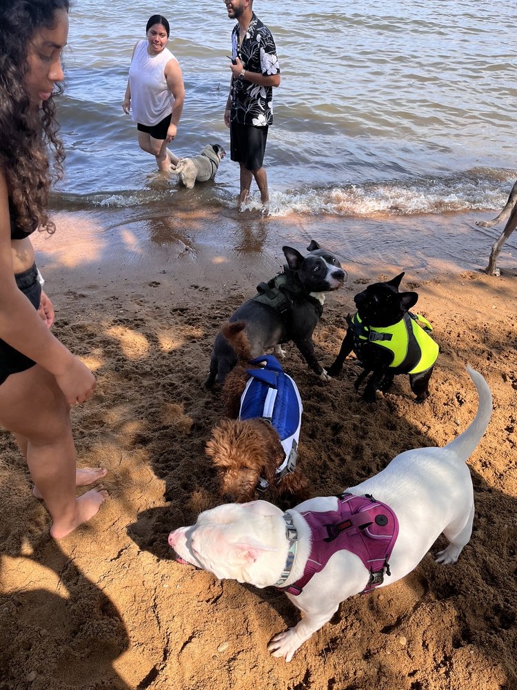 Downs Park and Dog Beach Logo