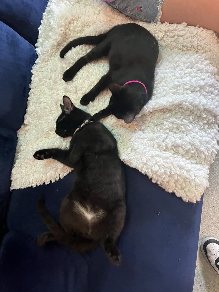Purr & Pour Cat Cafe Logo