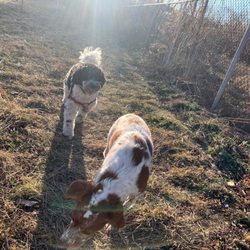 Dogs Dig Walking - Walking at High Bridge Dog Park