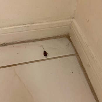 Edgewater Beach & Golf Resort - Dead cockroach - Hotels Near Me - Panama City Beach, Florida