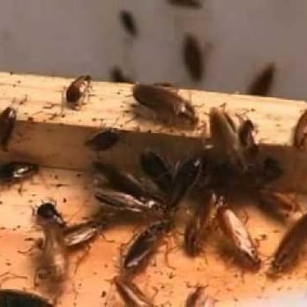 BC Exterminating 1 - Roaches are one of the hardest insects to control because of there rapid breeding habits and also the ability to feed on anyt... - Pest Control Near Me